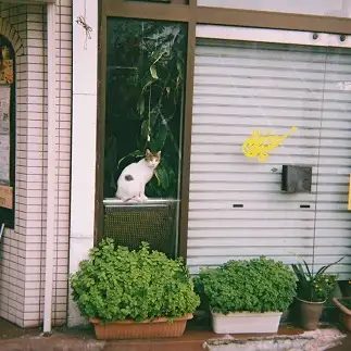 番猫すぎるネコ　　櫻井芽冬さん