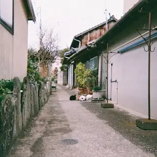 ネコネコ集会すぎるネコ　　櫻井芽冬さん