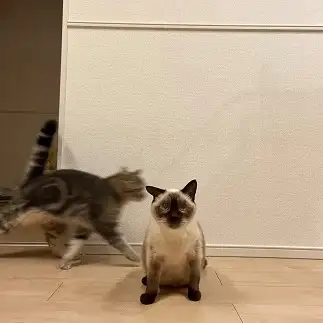 残像がスゴすぎるネコ　　しゃくさん