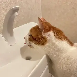 勘違いしすぎるネコ　　まーちゃんさん