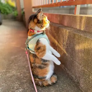 ミーアキャットすぎるネコ　　ニックネームはみーさん