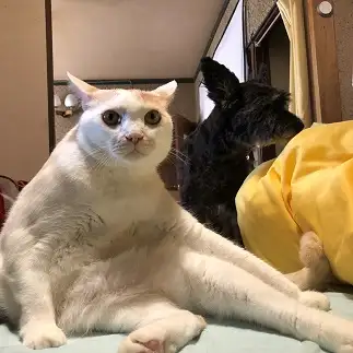 犬先輩に緊張しすぎるネコ　　ずんさん