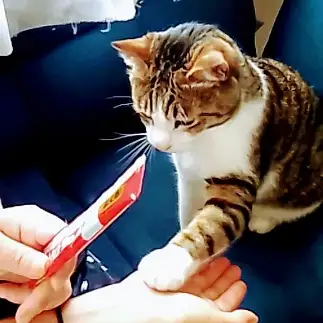 チュール好きすぎて犬すぎるネコ　　カイトさん