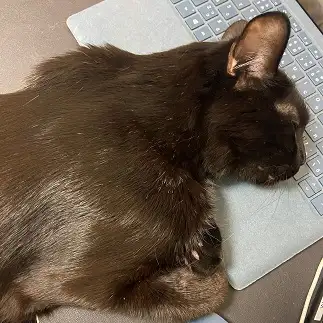 仕事しすぎるネコ　　おじょうさん