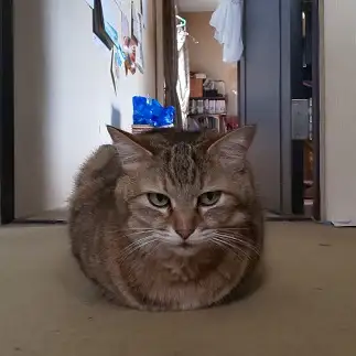 ダルマすぎるネコ　　家に猫がいますさん