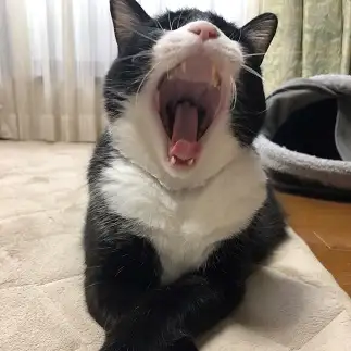 容赦なくダメ出ししすぎるネコ　　タッキーのかあちゃんさん