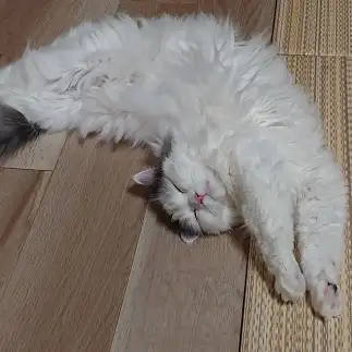 スーパーにゃんすぎるネコ　　mimi30712さん