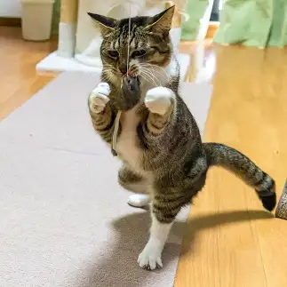 ボクサーすぎるネコ　　のんさん