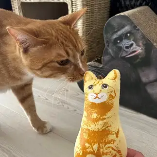 ゴリラにガン見されすぎるネコ　　banmamiさん