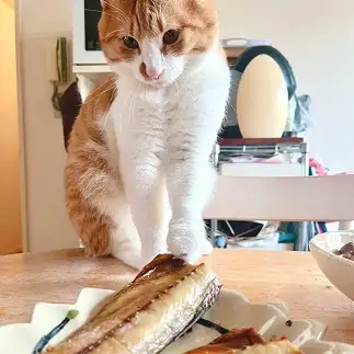魚を食べたすぎるネコ　　フラベルさん