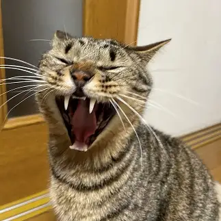 あくびしすぎるネコ　　むーさん