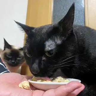 恨めしすぎるネコ　　まこさん