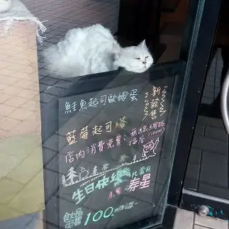 泡風呂でリラックスしすぎるネコ　　のりこさん