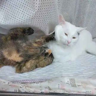 やられてもやり返さなすぎるネコ　　豆大福さん