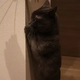 家政婦は見た！すぎるネコ　　もかまろじゅんさん