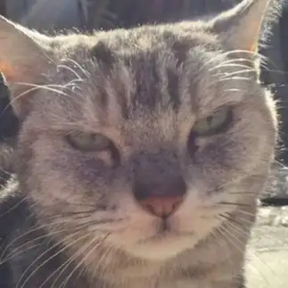 貫禄ありすぎるネコ　　ねこたろーさん