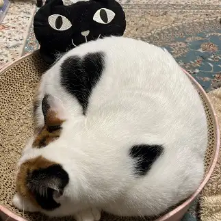 愛があふれすぎるネコ　　丸見さん