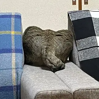 ゾウさんすぎるネコ　　マックスさん