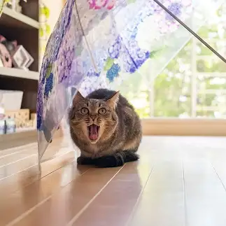 あ”ーーーーーーすぎるネコ　　ゆずなつさん