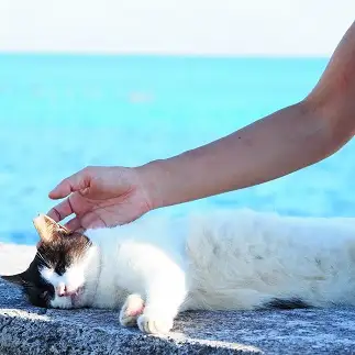 ハンドパワーにうっとりし過ぎる猫すぎるネコ　　さくらのパパさん