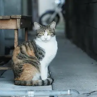 路地裏が似合いすぎるネコ　　さくらのパパさん