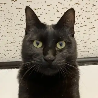 証明写真すぎるネコ　　ふうのやまさん