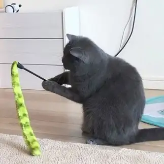 神主打法すぎるネコ　　ばおばおさん