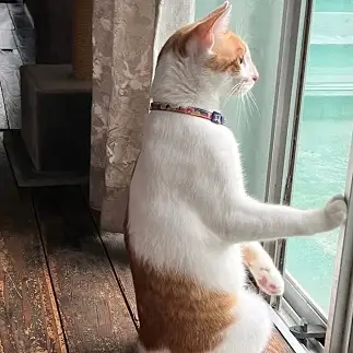 人間っぽすぎるネコ　　ビートルたけしさん
