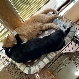 大恋愛すぎるネコ　　えいこ8さん