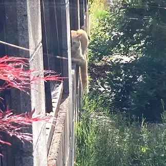 　真っ二つすぎるネコ　　トラのハナさん
