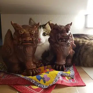 シーサーすぎるネコ　　ルークネコネコさん
