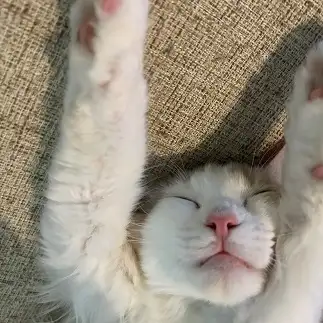 お手上げすぎるネコ　　このはにゃんさん