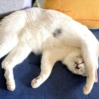 脱力すぎるネコ　　ゴンゾーさん