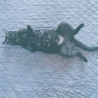 干物すぎるネコ　　チェルシーさん