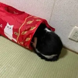 お尻が見えるすぎるネコ　　むっちゃんさん