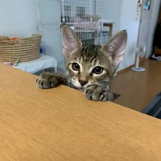 おねだり上手すぎるネコ　　よっし? さん