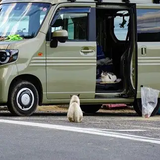 試乗フェア実施中すぎるネコ　　服部佳弘さん