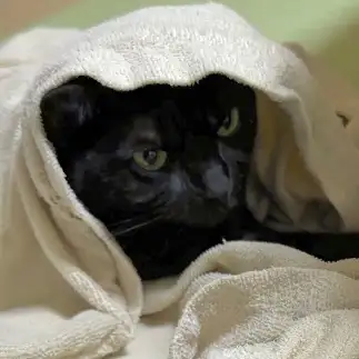 Ｅ．Ｔ．すぎるネコ　　福と華さん