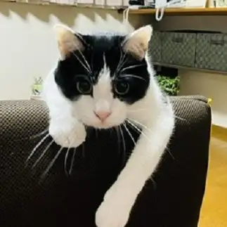 何呼んだ?すぎるネコ　　むっちゃんさん