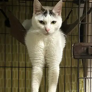 足がびよーんすぎるネコ　　ぽにさん