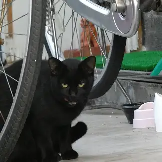 ガッツポーズすぎるネコ　　うりねこさん