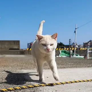バレリーナすぎるネコ　　ねこぬまかくさん