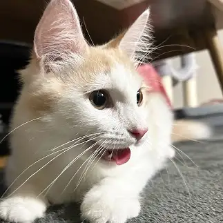犬に憧れて遊びすぎるネコ　　このはにゃんさん