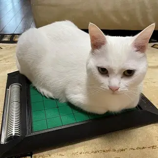 ジャマすぎるねこすぎるネコ　　みなとさん
