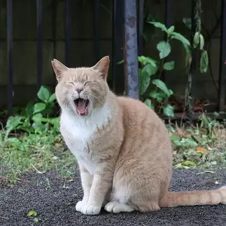 ごきげんすぎるネコ　　しおんさん