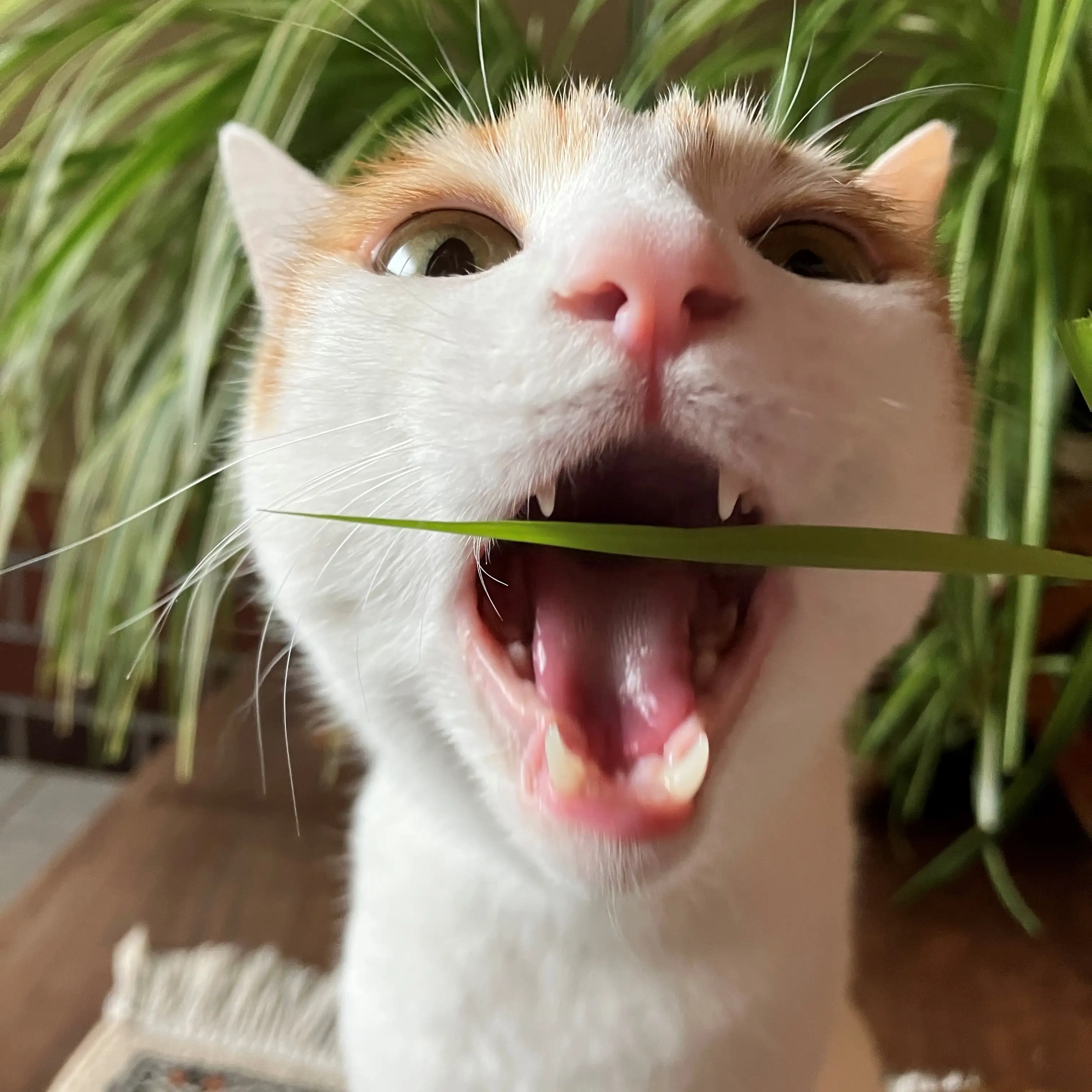好きな物はあ～んが大きすぎるネコ　　pechako_botanさん