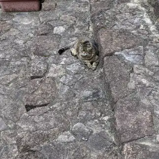 カメレオンすぎるネコ　　いっちゃんさん