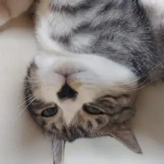 へそ天しすぎる愛猫すぎるネコ　　さわちんさん
