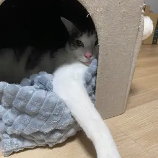 美しい手をアピールしたすぎるネコ　　もものすけさん