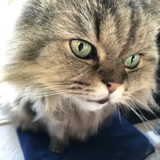 笑わぬねこバスの顔すぎるネコ　　サンドビレッジさん